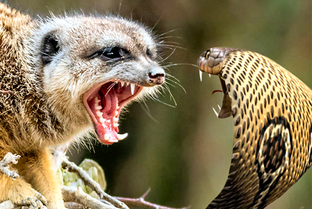 Mongoose